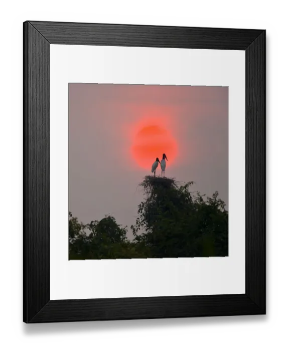 Framed Print : Jabiru stork (Jabiru mycteria) pair on nest at sunset, Pantanal NP, Mato Grosso, Brazil Framed Print : Jabiru stork (Jabiru mycteria) pair on nest at sunset, Pantanal NP, Mato Grosso, Brazil