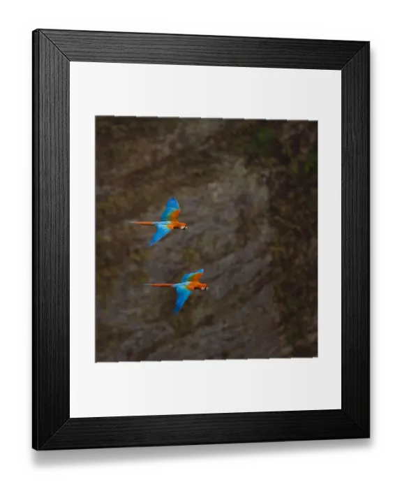 Framed Print : Green winged macaw (Ara chloroptera) pair flying, Chapada dos Guimaraes, Mato Grosso Framed Print : Green winged macaw (Ara chloroptera) pair flying, Chapada dos Guimaraes, Mato Grosso