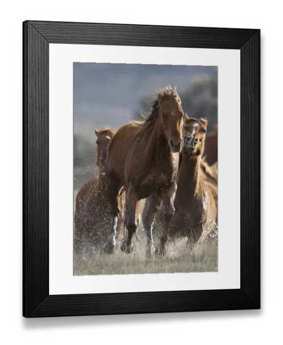 Framed Print : Horses running through water at Sombrero Ranch, Craig, Colorado, USA Framed Print : Horses running through water at Sombrero Ranch, Craig, Colorado, USA