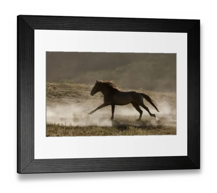 Framed Print : Grulla Mustang stallion running in dust at Return to Freedom Sanctuary, Lompoc, California