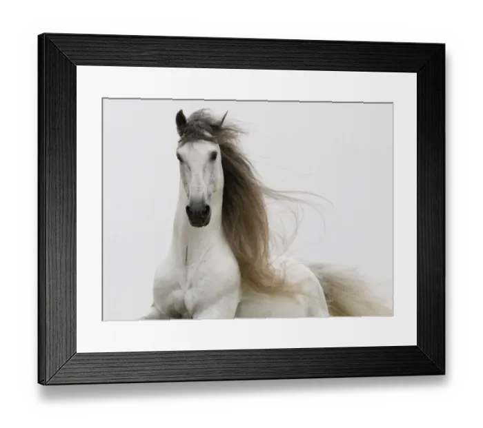 Framed Print : Purebred grey Andalusian stallion running, Ojai, California, USA Framed Print : Purebred grey Andalusian stallion running, Ojai, California, USA