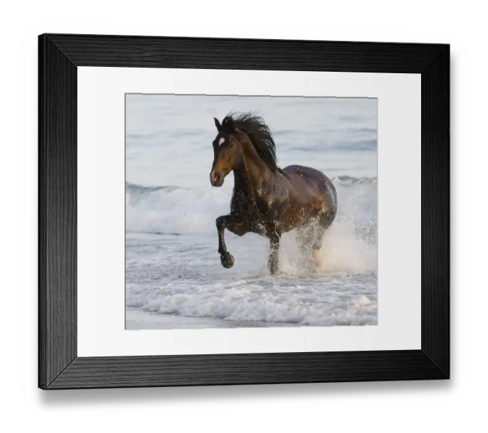 Framed Print : Bay Azteca stallion (Andalusian and Quarter Horse cross) trotting onto beach from waves Framed Print : Bay Azteca stallion (Andalusian and Quarter Horse cross) trotting onto beach from waves