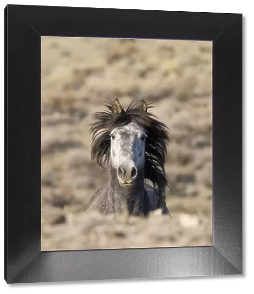 Mustang  /  wild horse, grey stallion running, Adobe Town Herd Management Area, Southwestern Wyoming