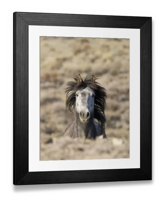 Framed Print : Mustang / wild horse, grey stallion running, Adobe Town Herd Management Area, Southwestern Wyoming Framed Print : Mustang / wild horse, grey stallion running, Adobe Town Herd Management Area, Southwestern Wyoming