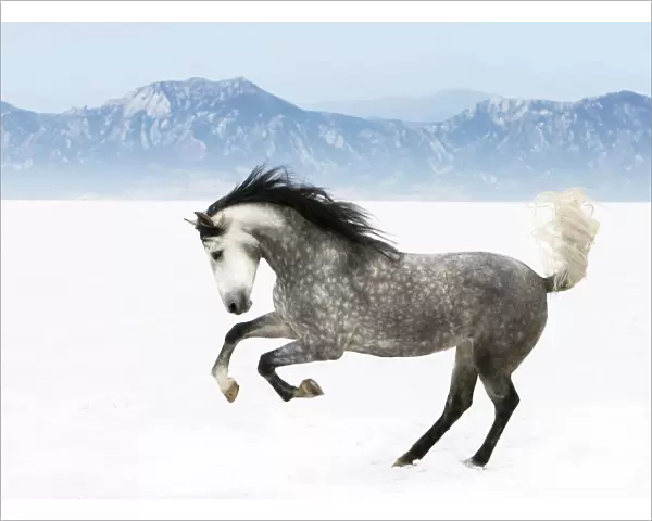 Purebred grey Andalusian mare running in the snow, Longmont, Colorado, USA