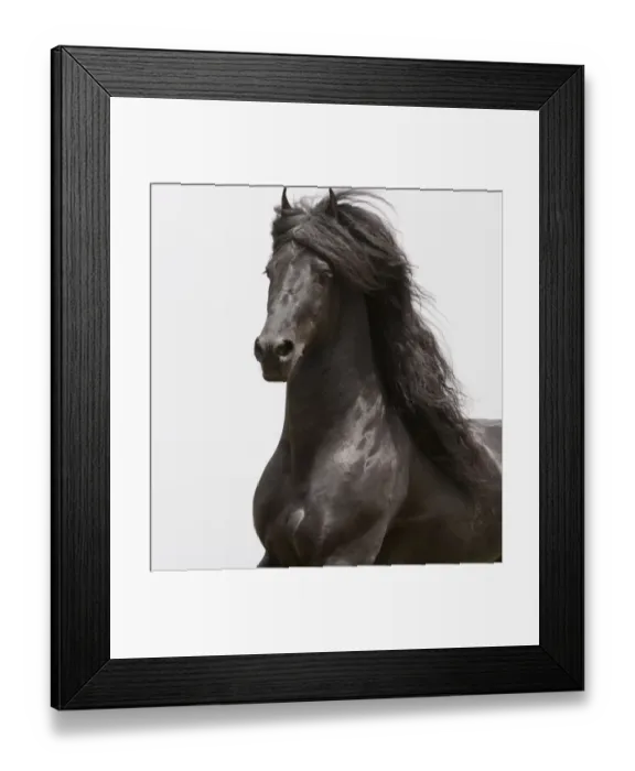Framed Print : Purebred black Friesian stallion trotting, Ojai, California, USA Framed Print : Purebred black Friesian stallion trotting, Ojai, California, USA