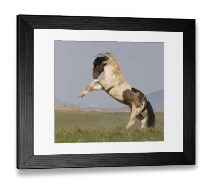 Framed Print : Wild Horse / Mustang pinto stallion rearing, McCullough Peaks Herd Area, Cody, Wyoming Framed Print : Wild Horse / Mustang pinto stallion rearing, McCullough Peaks Herd Area, Cody, Wyoming