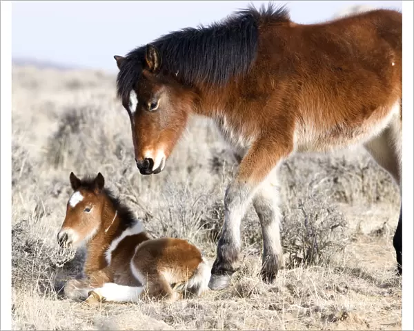 Wild Horses  /  Mustangs, pinto foal and pinto yearling in winter, McCullough Peaks Herd Area