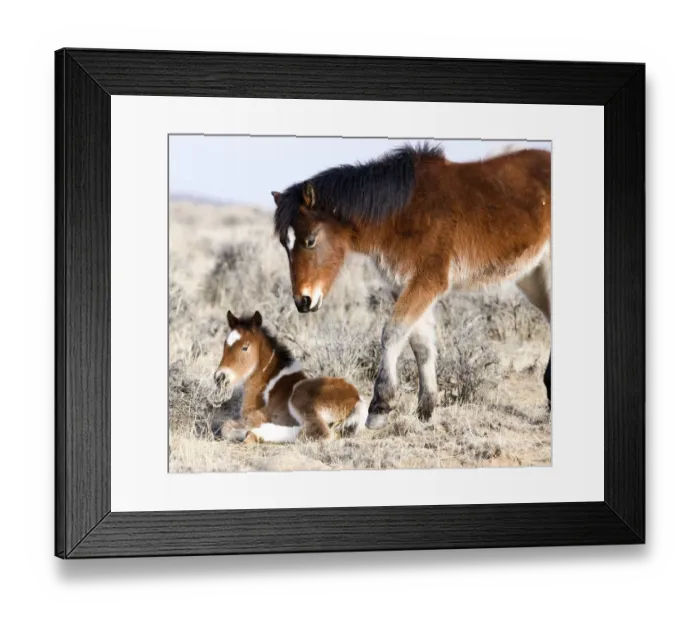 Framed Print : Wild Horses / Mustangs, pinto foal and pinto yearling in winter, McCullough Peaks Herd Area Framed Print : Wild Horses / Mustangs, pinto foal and pinto yearling in winter, McCullough Peaks Herd Area