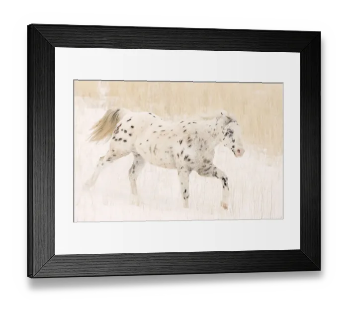 Framed Print : Purebred leopard appaloosa horse running in snow, Flitner Ranch, Shell, Wyoming, USA Framed Print : Purebred leopard appaloosa horse running in snow, Flitner Ranch, Shell, Wyoming, USA