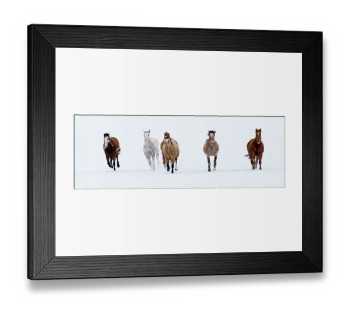 Framed Print : Horses running in the snow, Flitner Ranch, Shell, Wyoming, USA