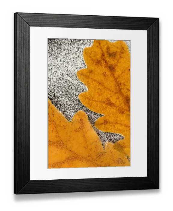 Framed Print : English / Pedunculate oak (Quercus robur) leaves encased in ice (studio) Inversnaid Framed Print : English / Pedunculate oak (Quercus robur) leaves encased in ice (studio) Inversnaid