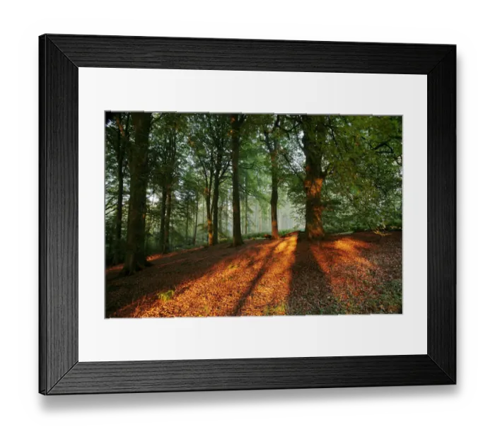 Framed Print : Beech Woodland {Fagus sylvatica} at sunrise, late summer, Mendip Hills AONB, Somerset Framed Print : Beech Woodland {Fagus sylvatica} at sunrise, late summer, Mendip Hills AONB, Somerset