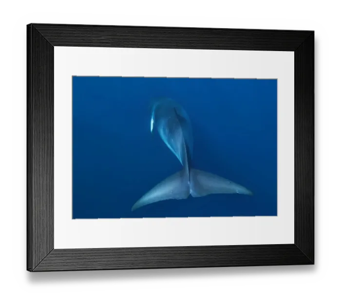 Framed Print : Rear view of Dwarf minke whale, thought to form a yet-to-be named sub-species of