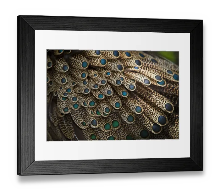 Framed Print : Close up of feathers of male Malayan peacock pheasant (Polyplectron malacense) Framed Print : Close up of feathers of male Malayan peacock pheasant (Polyplectron malacense)