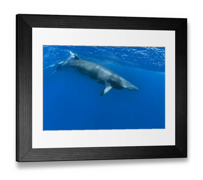 Framed Print : Dwarf minke whale, thought to form a yet-to-be named sub-species of the Common minke Framed Print : Dwarf minke whale, thought to form a yet-to-be named sub-species of the Common minke