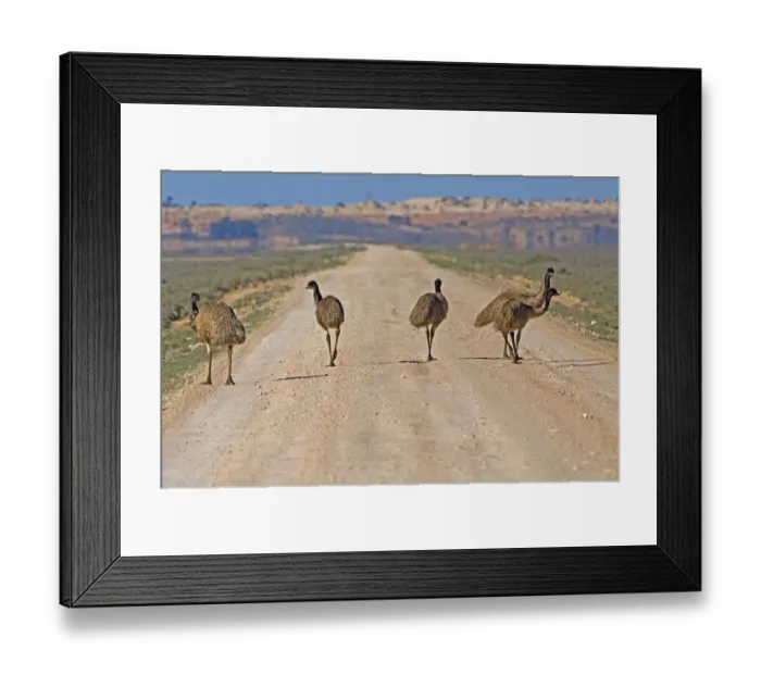 Framed Print : Emu (Dromaius novaehollandiae) walking on road through saltbush habitat, Mungo National Park Framed Print : Emu (Dromaius novaehollandiae) walking on road through saltbush habitat, Mungo National Park
