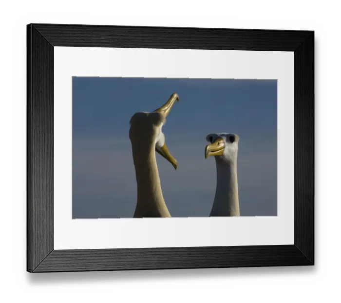 Framed Print : Waved Albatross (Phoebastria irrorata) courtship, Punta Cevallos, Espaola Island Framed Print : Waved Albatross (Phoebastria irrorata) courtship, Punta Cevallos, Espaola Island