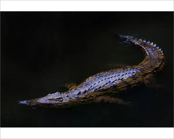 Nile crocodile (Crocodylus niloticus) partially submerged at night, captive, Madagascar