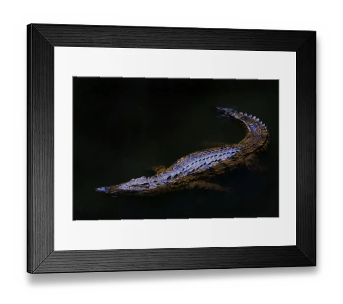 Framed Print : Nile crocodile (Crocodylus niloticus) partially submerged at night, captive, Madagascar Framed Print : Nile crocodile (Crocodylus niloticus) partially submerged at night, captive, Madagascar