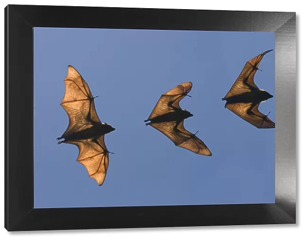 Madagascar fruit bat  /  flying fox (Pteropus rufus) Berenty Reserve, Madagascar (Digital