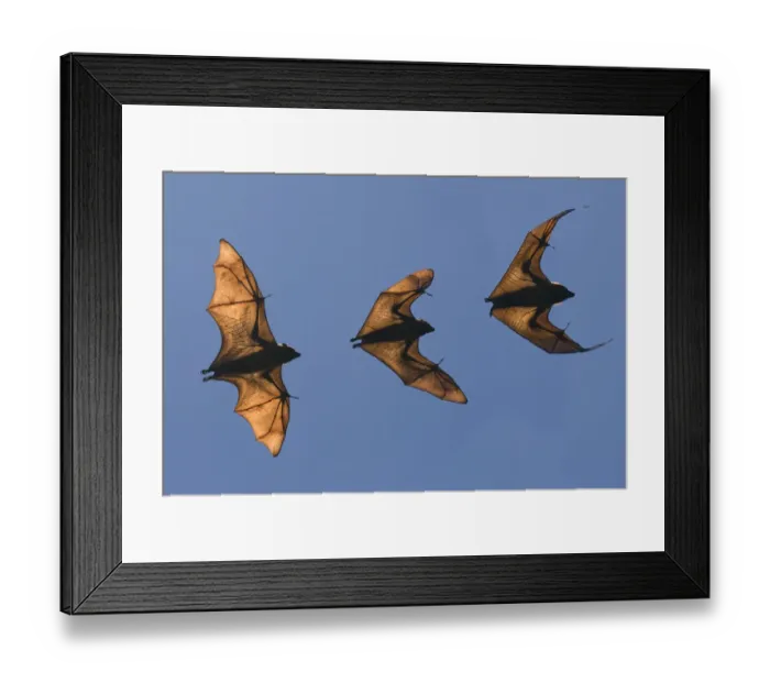 Framed Print : Madagascar fruit bat / flying fox (Pteropus rufus) Berenty Reserve, Madagascar (Digital Framed Print : Madagascar fruit bat / flying fox (Pteropus rufus) Berenty Reserve, Madagascar (Digital
