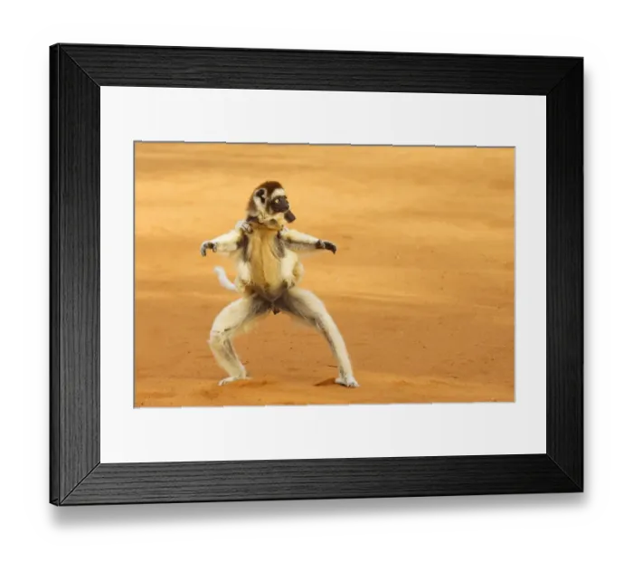 Framed Print : Verreauxs sifaka (Propithecus verreauxi) running with young on back, Berenty Reserve Framed Print : Verreauxs sifaka (Propithecus verreauxi) running with young on back, Berenty Reserve