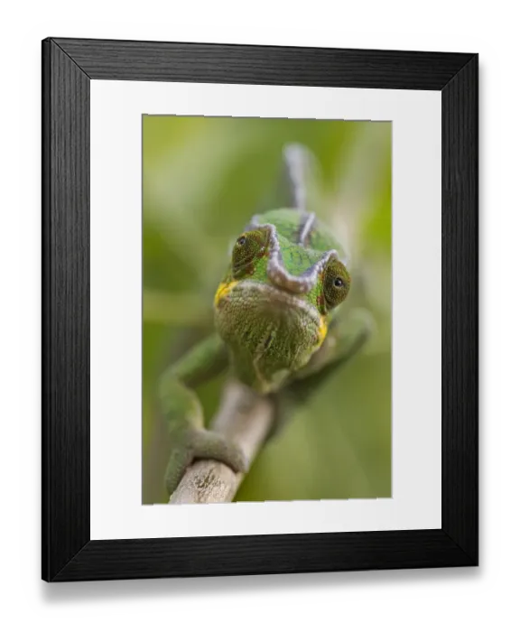 Framed Print : Panther chameleon (Furcifer pardalis) walking along branch, Madagascar Framed Print : Panther chameleon (Furcifer pardalis) walking along branch, Madagascar