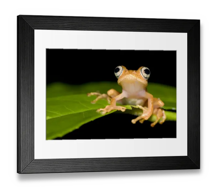 Framed Print : Frog 1+Boophis sp+2 on leaf, Madagascar Framed Print : Frog 1+Boophis sp+2 on leaf, Madagascar