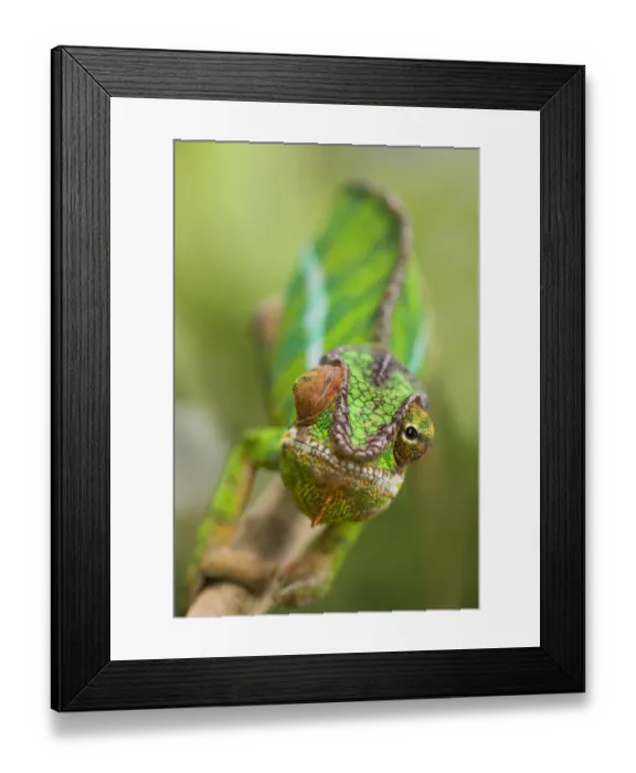Framed Print : Panther chameleon (Furcifer pardalis) with eyes facing different direction, Madagascar Framed Print : Panther chameleon (Furcifer pardalis) with eyes facing different direction, Madagascar