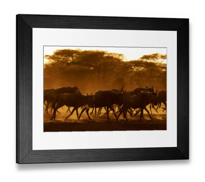Framed Print : Wildebeest (Connochaetes taurinus) running, Tanzania Framed Print : Wildebeest (Connochaetes taurinus) running, Tanzania