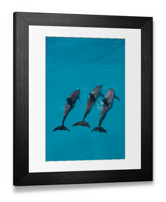 Framed Print : Looking down on Atlantic spotted dolphin {Stenella frontalis} at surface, Bahamas Framed Print : Looking down on Atlantic spotted dolphin {Stenella frontalis} at surface, Bahamas
