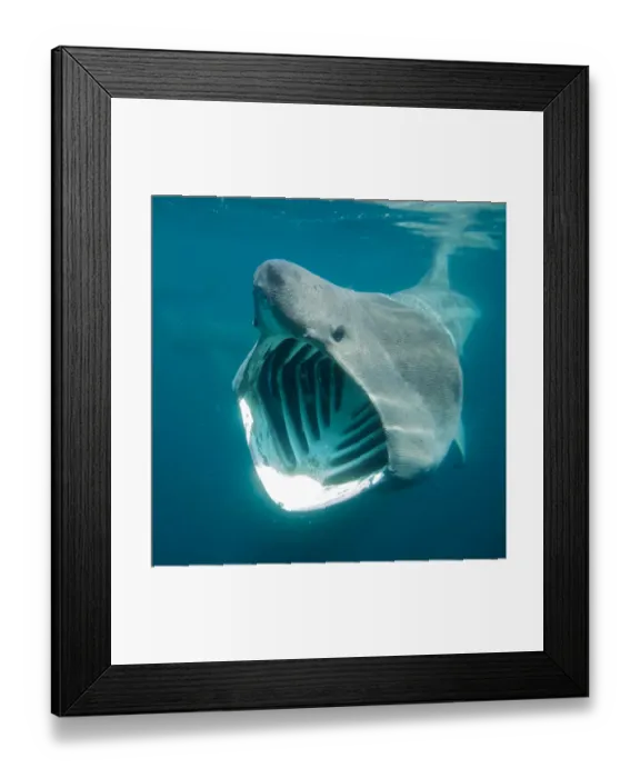 Framed Print : Basking shark feeding off the Cornish coastline. Cornwall, UK Framed Print : Basking shark feeding off the Cornish coastline. Cornwall, UK