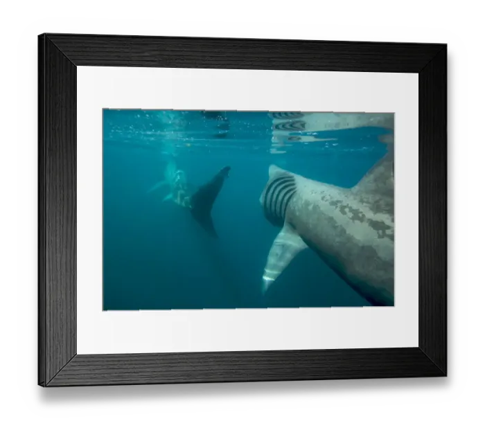 Framed Print : Basking shark feeding off the Cornish coastline. Cornwall, UK