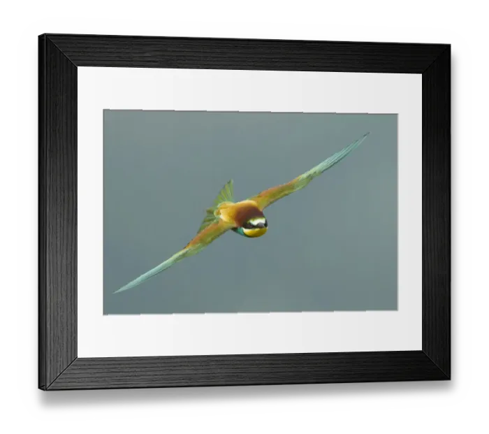 Framed Print : European Bee-eater (Merops apiaster) in flight, Bulgaria, May 2008 Framed Print : European Bee-eater (Merops apiaster) in flight, Bulgaria, May 2008