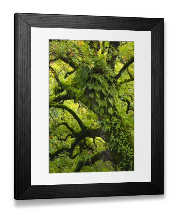 Framed Print : Large oak tree {Quercus sp} with ferns growing on trunk, Alcornocales NP, Cadiz, Andalucia Framed Print : Large oak tree {Quercus sp} with ferns growing on trunk, Alcornocales NP, Cadiz, Andalucia