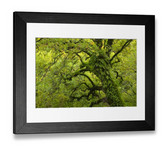 Framed Print : Large oak tree {Quercus sp} with ferns growing on trunk, Alcornocales NP, Cadiz, Andalucia Framed Print : Large oak tree {Quercus sp} with ferns growing on trunk, Alcornocales NP, Cadiz, Andalucia