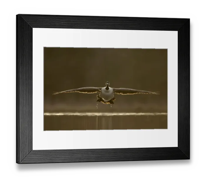 Framed Print : Canada goose (Branta canadensis) landing at sunset, Derbyshire, UK Framed Print : Canada goose (Branta canadensis) landing at sunset, Derbyshire, UK