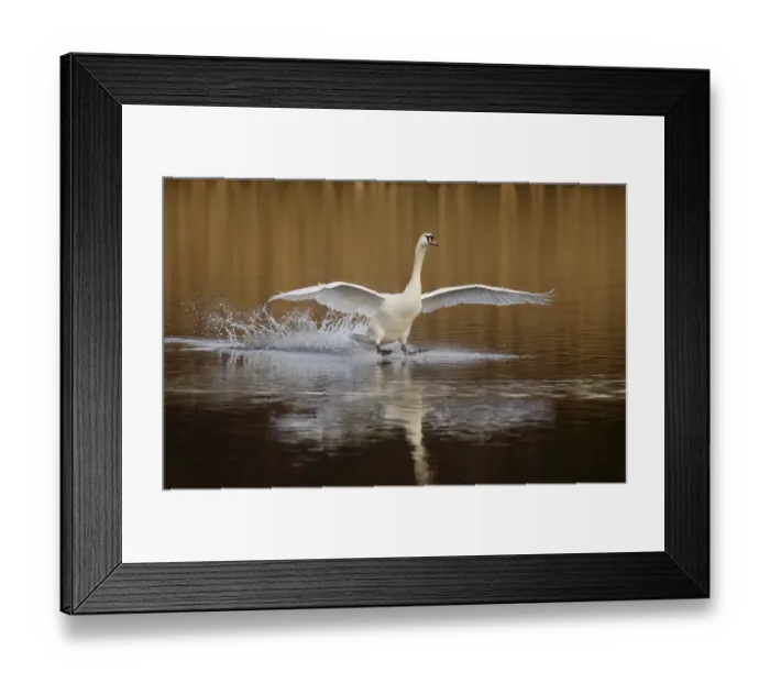 Framed Print : Mute swan (Cygnus olor) skidding along the surface of the water as it lands, Derbyshire Framed Print : Mute swan (Cygnus olor) skidding along the surface of the water as it lands, Derbyshire