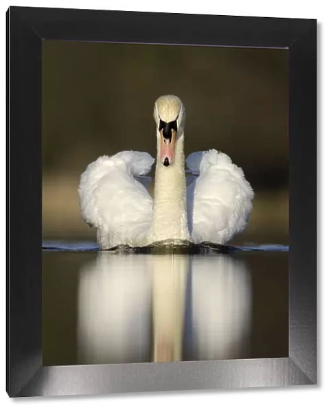 Mute swan (Cygnus olor) territorial adult, aggressive display posture, Derbyshire