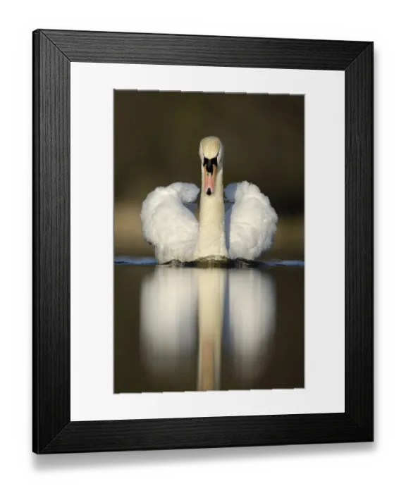 Framed Print : Mute swan (Cygnus olor) territorial adult, aggressive display posture, Derbyshire Framed Print : Mute swan (Cygnus olor) territorial adult, aggressive display posture, Derbyshire