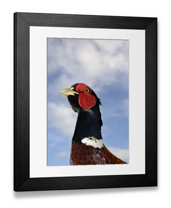 Framed Print : Male Pheasant (Phasianus colchicus) portrait during the breeding season, Derbyshire Framed Print : Male Pheasant (Phasianus colchicus) portrait during the breeding season, Derbyshire