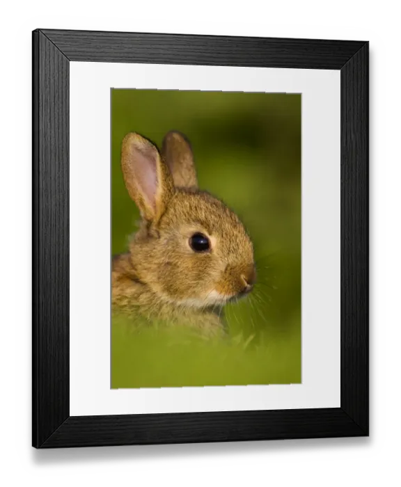 Framed Print : European rabbit (Oryctolagus cuniculus) in the last rays of evening light, Norfolk Framed Print : European rabbit (Oryctolagus cuniculus) in the last rays of evening light, Norfolk