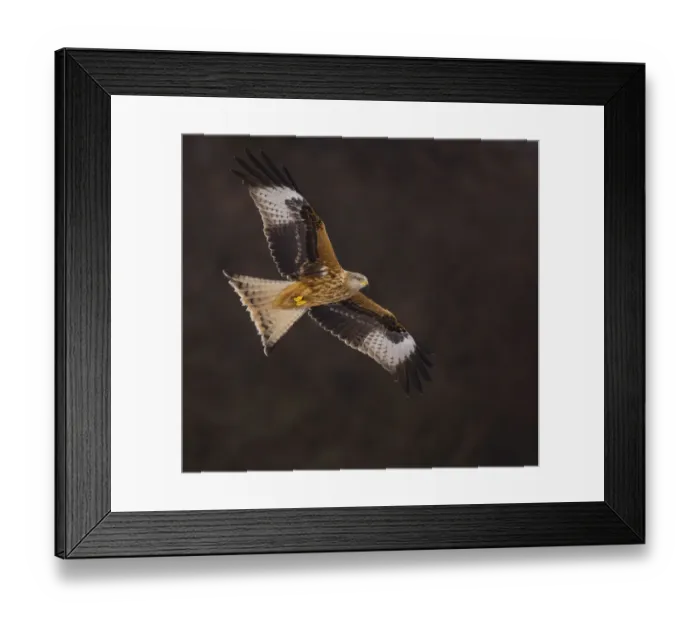 Framed Print : Red kite (Milvus milvus) in flight, Gigrin Farm, Powys, Wales, February Framed Print : Red kite (Milvus milvus) in flight, Gigrin Farm, Powys, Wales, February