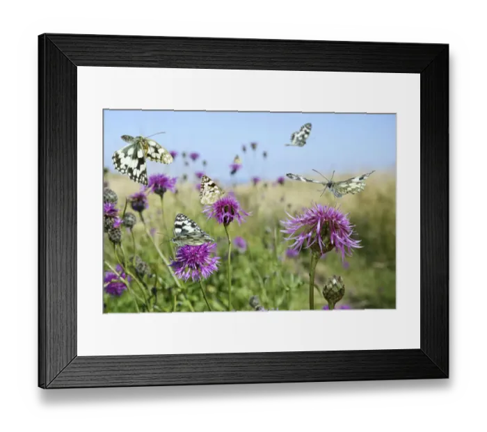 Framed Print : Marbled white butterflies (Melanargia galathea) visiting Greater knapweed (Centaurea Framed Print : Marbled white butterflies (Melanargia galathea) visiting Greater knapweed (Centaurea