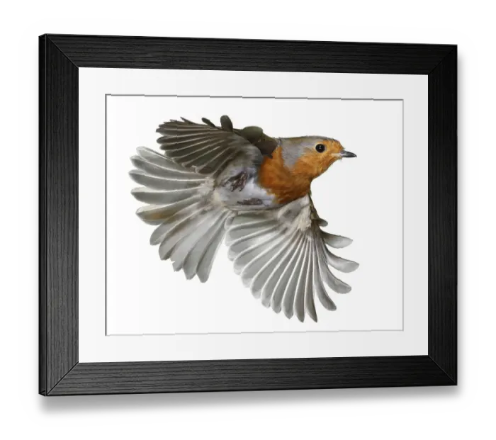 Framed Print : European robin (Erithacus rubecula) in flight, Surrey, England Framed Print : European robin (Erithacus rubecula) in flight, Surrey, England