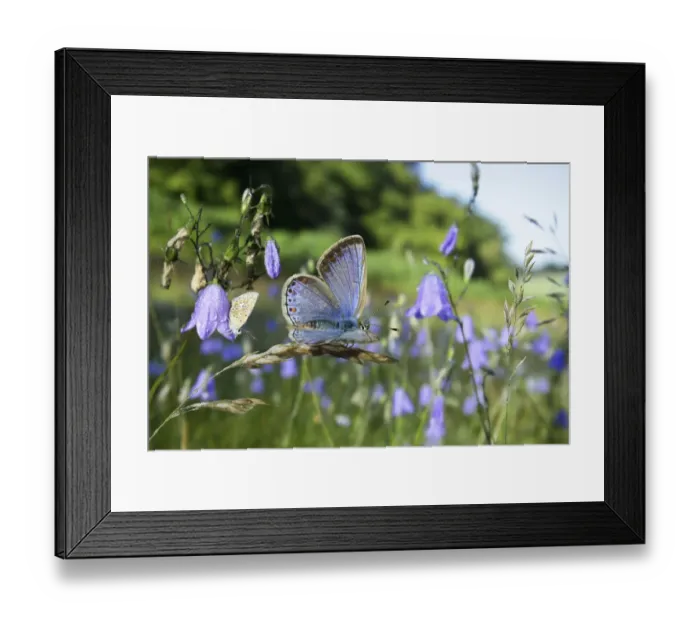 Framed Print : Common blue butterfly (Polyommatus icarus) females awaking at sunrise among Harebells