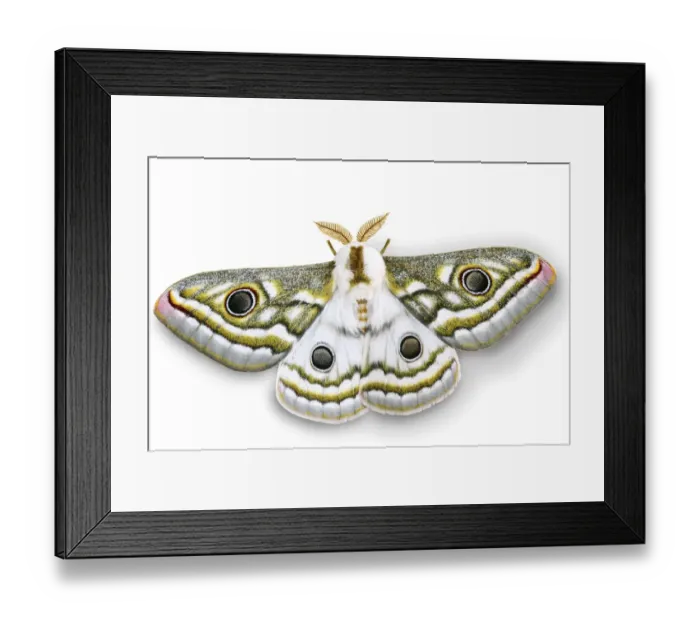 Framed Print : Emperor moth (Gonimbrasia species) digitally enhanced, Namibia Framed Print : Emperor moth (Gonimbrasia species) digitally enhanced, Namibia