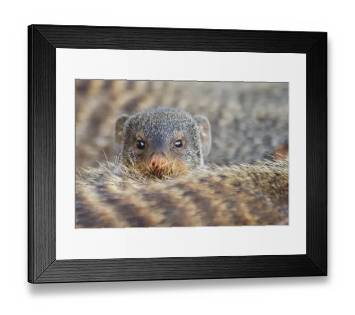 Framed Print : Banded mongoose (Mungos mungo) looking over the back of another, Queen Elizabeth National Park Framed Print : Banded mongoose (Mungos mungo) looking over the back of another, Queen Elizabeth National Park