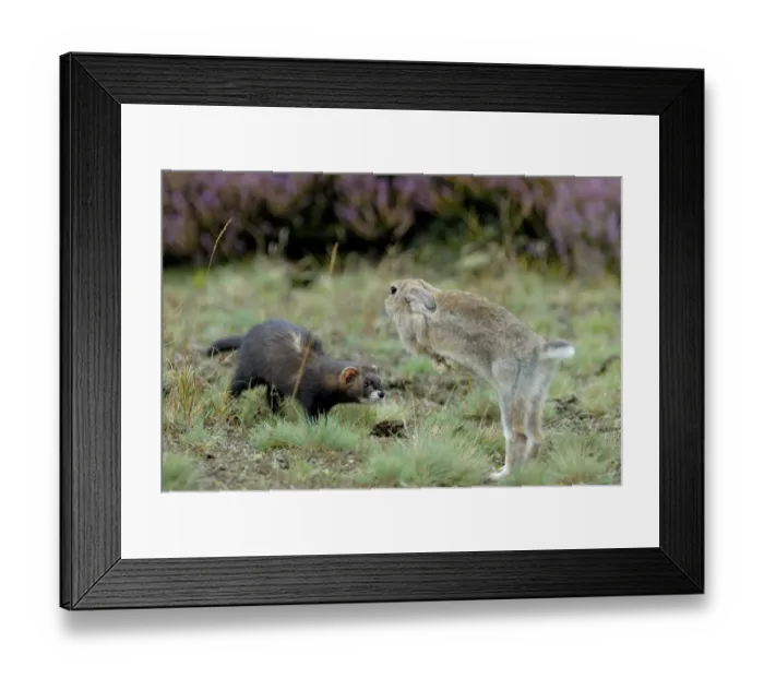 Framed Print : European polecat (Mustela putorius) with rabbit jumping away, Veluwezoom National Park Framed Print : European polecat (Mustela putorius) with rabbit jumping away, Veluwezoom National Park